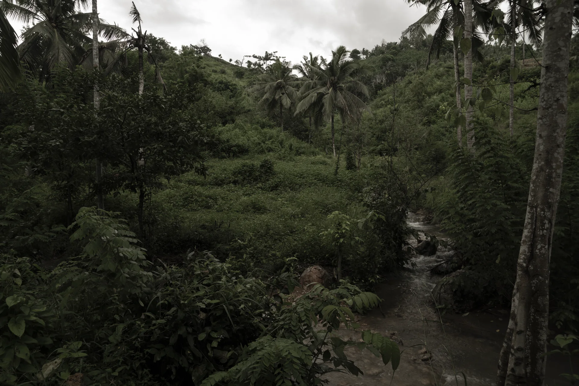 Green palm hillside on the Konekt land overlooking South Lombok