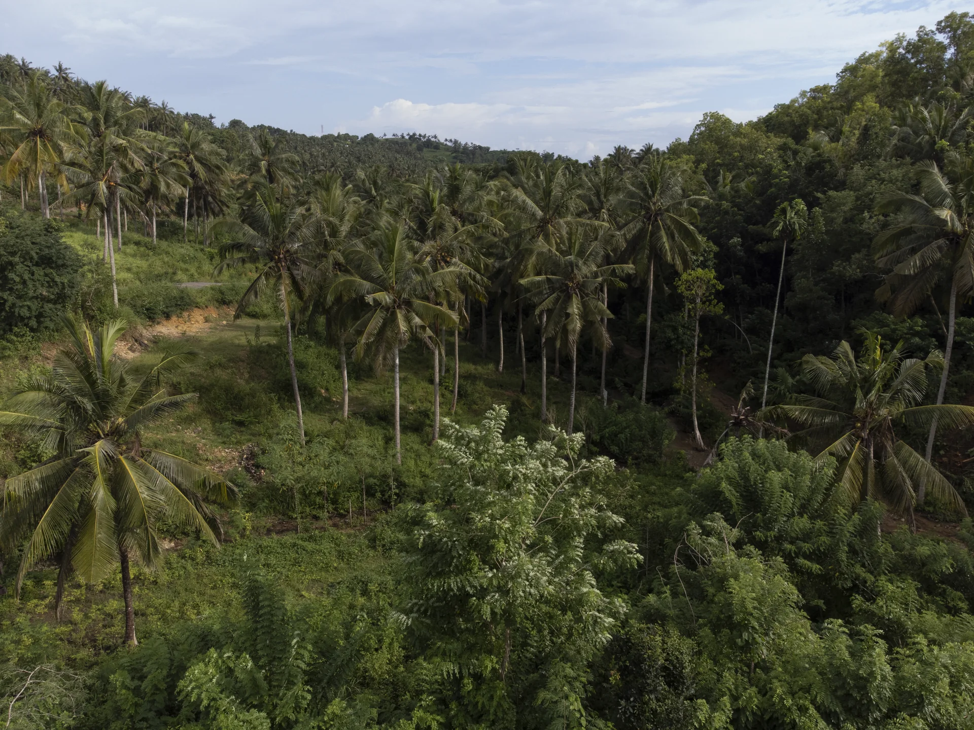 Lush jungle and palms on the Konekt Plots land in the hills above Kuta, Lombok